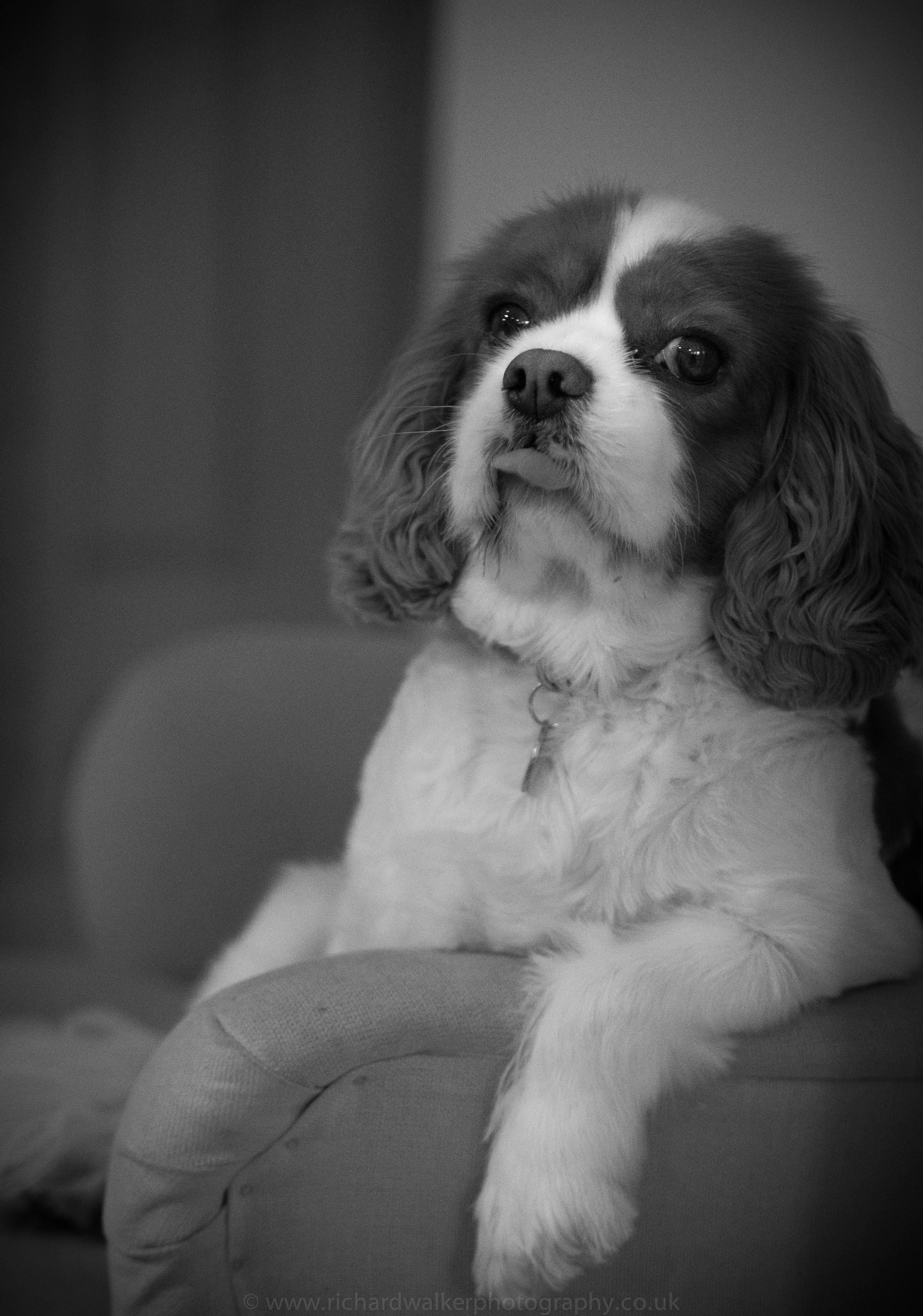 Black and white photograph of a Cavalier King Charles dog shot with the Olympus 45mm f/1.8 lens