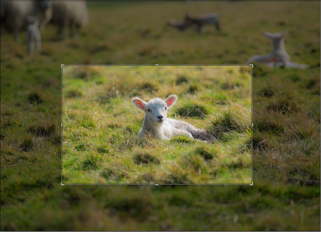 Beautiful spring lamb laying in the grass